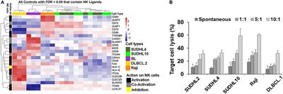 Dynamic Analysis of Human Natural Killer Cell Response at Single-Cell Resolution in B-Cell Non-Hodgkin Lymphoma